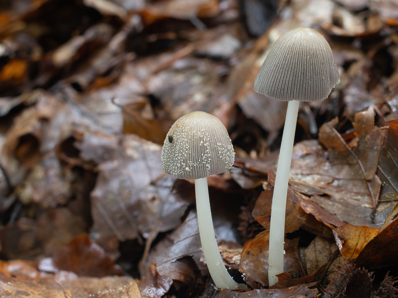 Coprinus domesticus